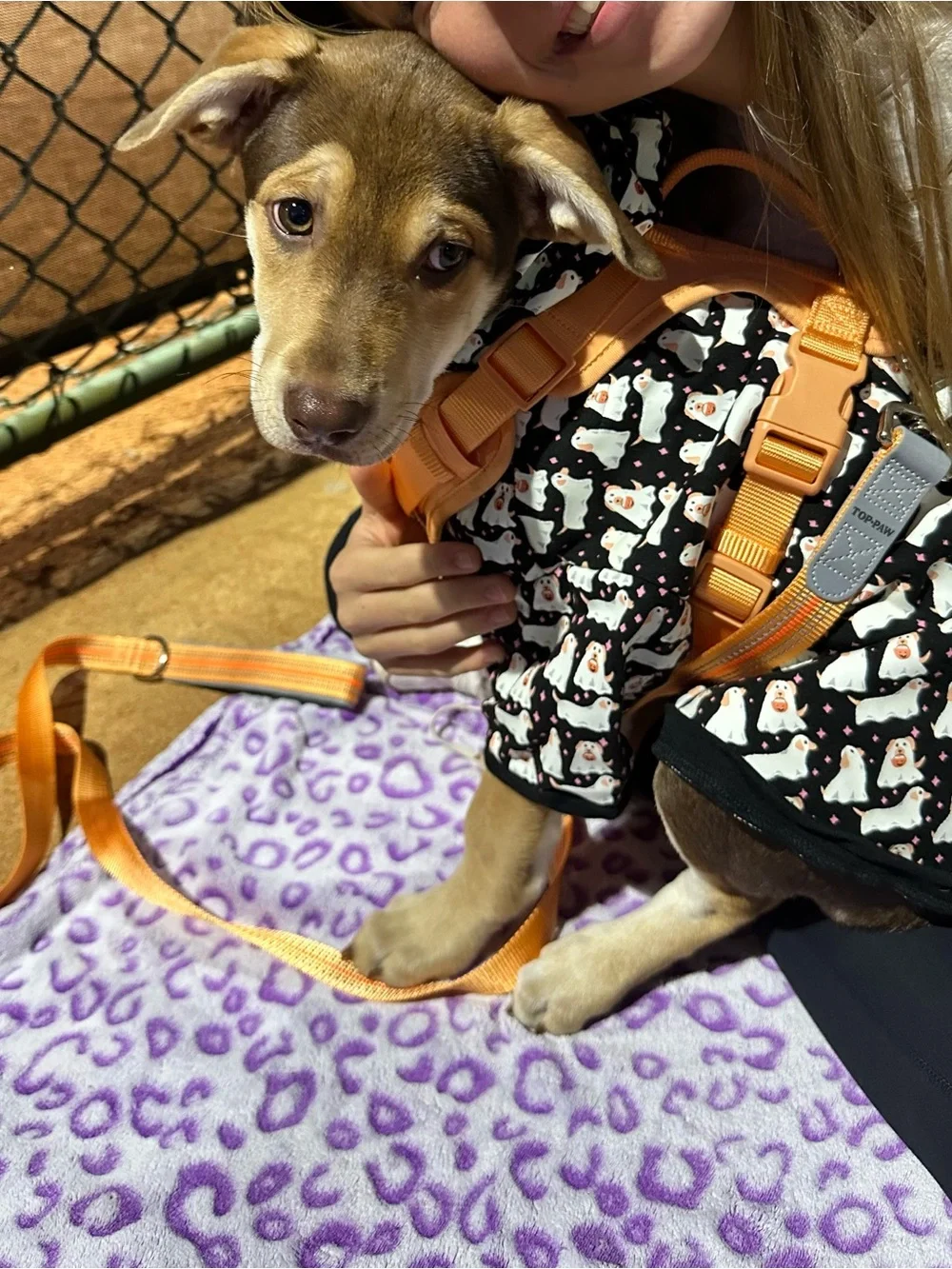 N/A petsmart size